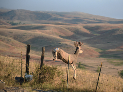 two point buck deer jumping over fence into a field